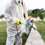 Why Rodents and Insects Prefer Attic Insulation Spaces