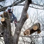 Find Wiese Tree Service LLC of Mobile for Affordable Services
