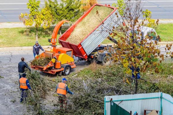 Emergency Tree Removal Companies Near Me You Can Rely On Anytime