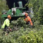 Trusted Tree Removal Service in Jackson MI with Competitive Pricing