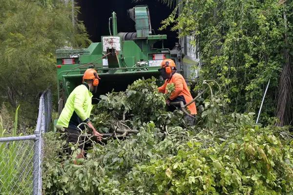 Trusted Tree Removal Service in Jackson MI with Competitive Pricing