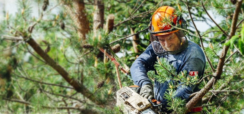 Complete Tree Management by tree surgeon Heald Green Specialists