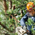 Complete Tree Management by tree surgeon Heald Green Specialists