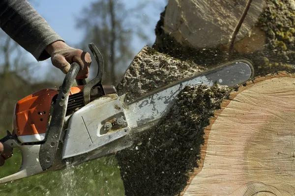 Sindt Tree Service Auburn Offers Dependable Tree Services